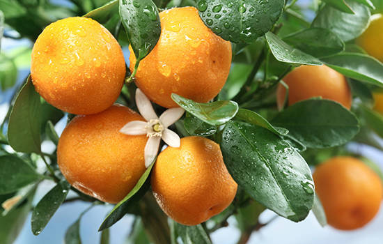 ���������³�ʲô�� �����������ʳ��